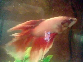 New Betta With Chunk Of His Tail Missing