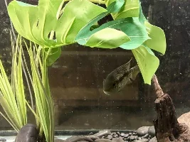 remembering again, why I gave up ( for the most part ) on South American cichlids...