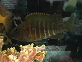 Id For Cichlid