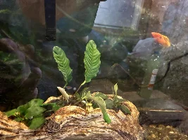 anubias, anubias,  anubias...