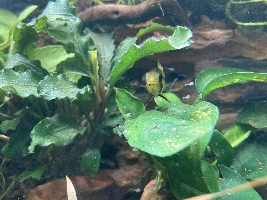 New Apisto