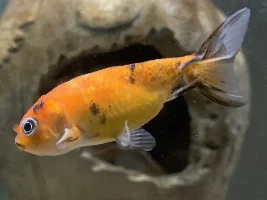 Male or female