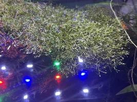 Mystery guppy issues/behavior