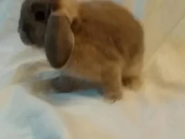 Meet My Other Pets!