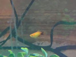 Pregnant platy?