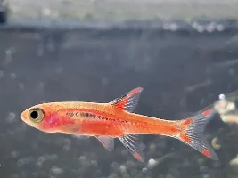 5 Planted Tanks