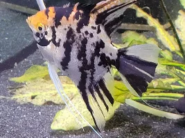 Angelfish Tank mates