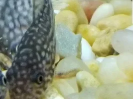 fin rot and red/brown bump