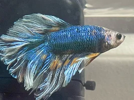 Hello there.