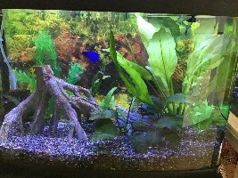My beautiful Betta