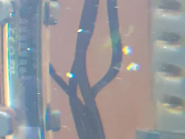 Help! My cories spawned! What do I do??