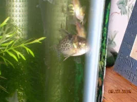 Please Id My Cory