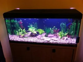 New Tank With Fish :(