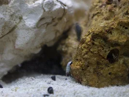 Chris's Pico Pest Reef!