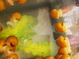 Mystery Snail Problem Help!