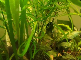 29 gallon for a. Sp D39