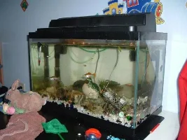 My tanks
