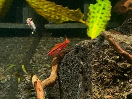 Aquatopia - 6x2x2 Low-Med Light, High Tech Nature Aquarium