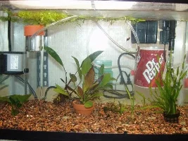 Plant tanks