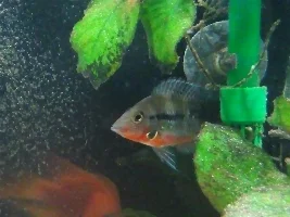 Help sexing Firemouth Cichlids