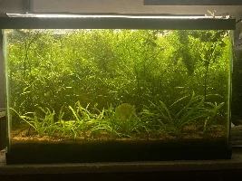 10g planted killifish tank
