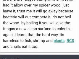 Bog Wood