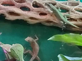 Anole mix up