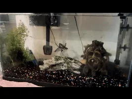 Best way to transfer established tank