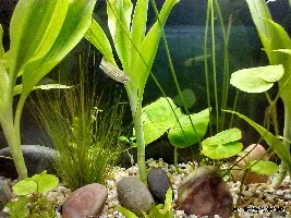 Diatoms/brown algae