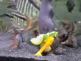 Why Won´t My Yoyo Loaches Eat Bottom Feeder Pellets?