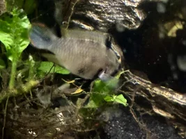 baby panda garra, or Hillstream