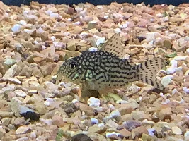 ‘short body’ corydoras