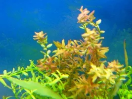 Please Help My Plants Are Growing Funny