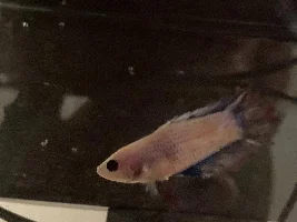 Betta not looking good