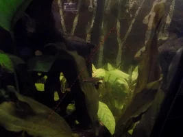 29.5 Gallon fish tank - Amazonian inspired