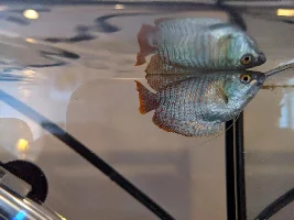 How do you recognize Dwarf Gourami disease?