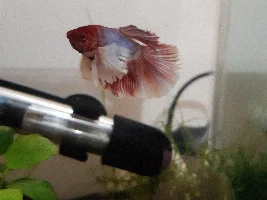 I got a beta!!!!