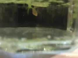 Weird worm/leech released babys in fry tank help!!!