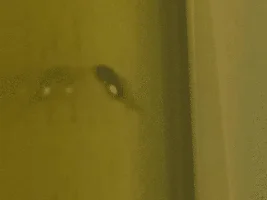 GBR fry photos!