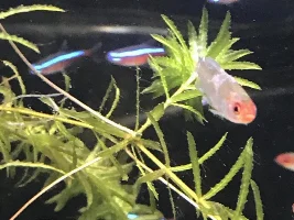Slime disease on my tetras!