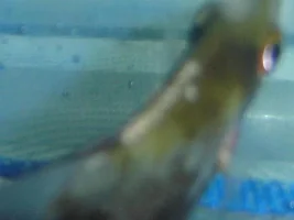 Spot On Neons Mouth And Ragged Fins. Am I Treating The Wrong Thing?