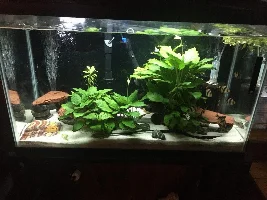 29 gallon tank?