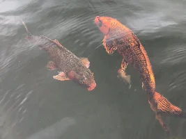 Ugliest Koi Ever ! Whats wrong ?