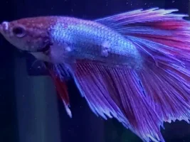 An inquiry about my betta