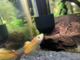 Guppy is sick don’t know what to do