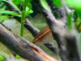 Hand Sanitisers & Aquariums?