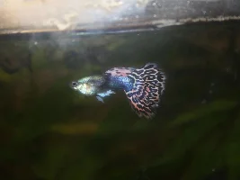 Fat guppy?