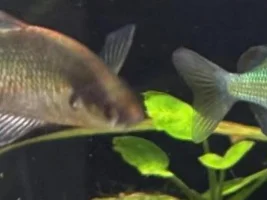 My smaller locally owned fish store