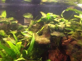 Not Sure Why I Am Having Algae Issues?