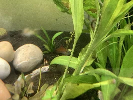 Swordtail problems, need urgent help (edited)